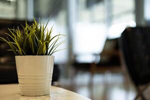 planta maceta en mesa en sala foto