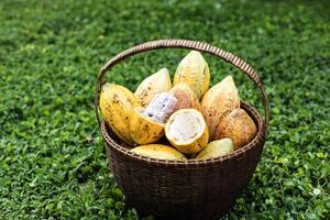 maduro cacao Fruta en el cesta foto