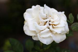 Old White Rose Nature Floral Background photo