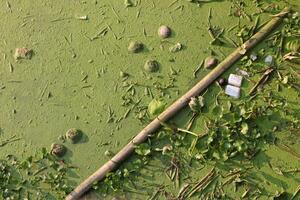 Garbage such as foam boxes, milk boxes, plastic bags, leaf debris are thrown into the river. Which may cause pollution, resulting in unclean air, river water will spoil. photo