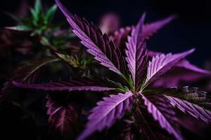 AI generated Purple cannabis leaf on a dark background. Neural network AI generated photo