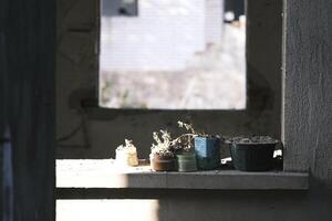 Plants on the windowsill of a building to be demolished photo