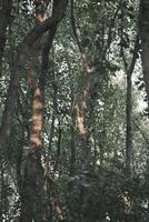 Green birch forest at sunset photo
