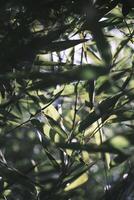 Green bamboo leaves in the wind photo