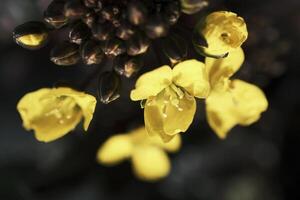 Fresh yellow rapeseed flower cores photo