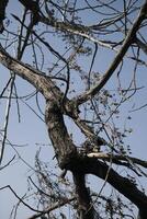 withered trees under blue sky photo