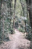 bosque de abedules verdes al atardecer foto