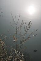 Small shrubs with fruits hanging by the river photo