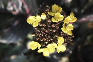 Fresh yellow rapeseed flower cores photo