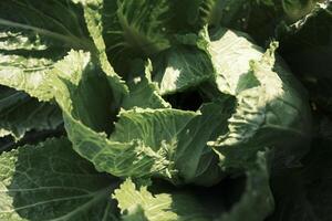 Green fresh cabbage under light photo