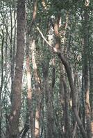 bosque de abedules verdes al atardecer foto