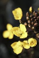 Fresh yellow rapeseed flower cores photo