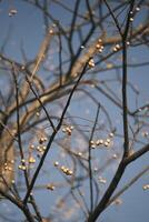 Chinese tallow tree laden with fruits photo