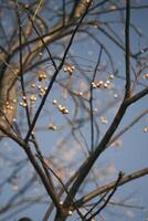 Chinese tallow tree laden with fruits photo