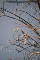 Chinese tallow tree laden with fruits photo