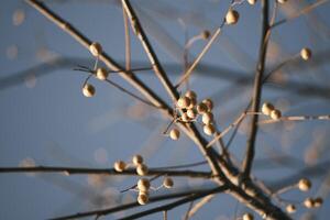 Chinese tallow tree laden with fruits photo