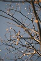 Chinese tallow tree laden with fruits photo