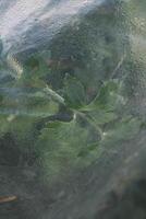 Vegetable greenhouse covered with water drops photo