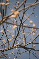 Chinese tallow tree laden with fruits photo