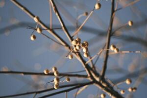 Chinese tallow tree laden with fruits photo