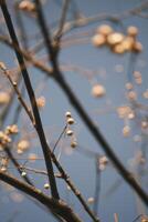 Chinese tallow tree laden with fruits photo