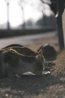 extraviado gato comiendo gato comida a puesta de sol foto