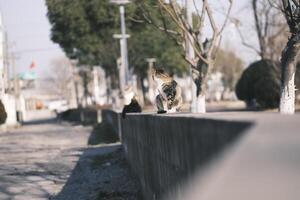 extraviado gato comiendo gato comida a puesta de sol foto