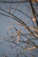 Chinese tallow tree laden with fruits photo