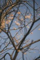 Chinese tallow tree laden with fruits photo