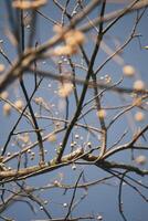 Chinese tallow tree laden with fruits photo