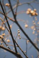 Chinese tallow tree laden with fruits photo
