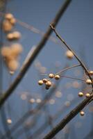 Chinese tallow tree laden with fruits photo
