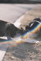 Stray cat eating cat food at sunset photo