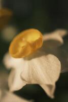 White daffodils blooming at sunset photo