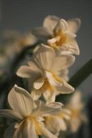 White daffodils blooming at sunset photo