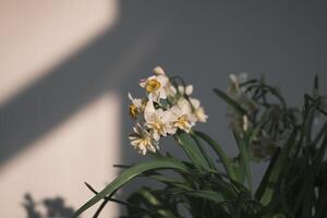 White daffodils blooming at sunset photo