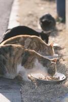 extraviado gato comiendo gato comida a puesta de sol foto