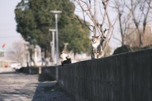 Stray cat eating cat food at sunset photo