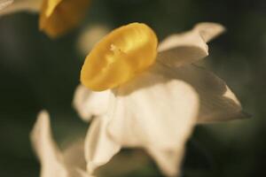 blanco narcisos floreciente a puesta de sol foto