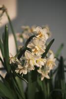 White daffodils blooming at sunset photo