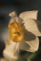 White daffodils blooming at sunset photo