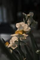 White daffodils blooming at sunset photo