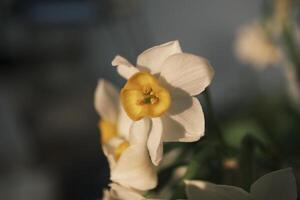 White daffodils blooming at sunset photo