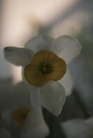 White daffodils blooming at sunset photo