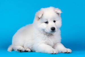 AI generated Cute Samoyed dog on blue color background. Neural network AI generated photo