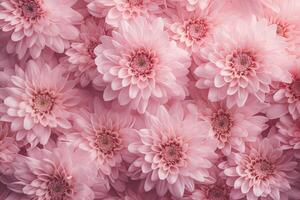 AI generated Floral background. Pink chrysanthemum flower top view. AI-generated content photo