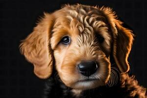 AI generated Golden Labradoodle dog on a black background. Neural network AI generated photo
