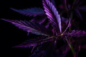 AI generated Purple cannabis leaf on a dark background. Neural network AI generated photo