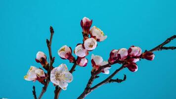 Timelapse of Spring flowers opening. Beautiful Spring Apricot tree blossom open. White flowers bloom on blue background. Close up video