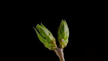 Time-lapse of tree branches with opening leaves buds. Growing grapevine branch on black background. video